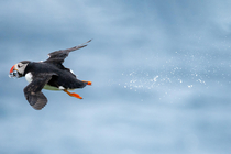 I took a picture of puffin pooping mid-air