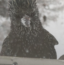 I took a picture of this starling earlier and he just looks so mad about being a bird