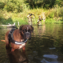 I took my boxer for a walk in Poland Then Vietnam happened