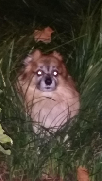 I took my dog outside all he did was sit in the bushes staring at me