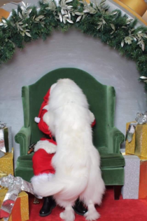 I took my dog to take a Christmas picture with Santa and she ate him