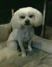 I took my dog to the wrong groomer