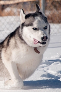 I took my Texas husky to Colorado and I think she malfunctioned