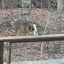 I took some pics of deer in my backyard Shared them with friends My wife laughed at this one and I couldnt figure out why until I took a closer look