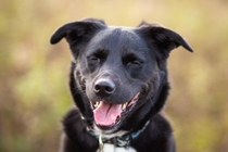 I took the kids fall pictures yesterday the best smile I got was from the dog