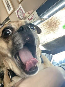 I took this photo of my dog mid yawn