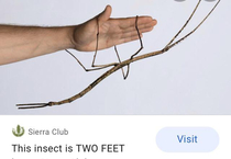 I tried looking up whether or not insects have knees and was not disappointed