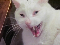 I tried to take a picture of my cat yawning and got this flattering picture of him instead