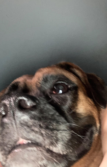 I tried to take a picture of my dog and it looks like she took a selfie
