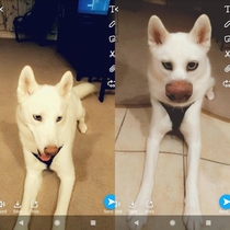 I tried using a Snapchat filter on my beautiful dog Leia and this happened