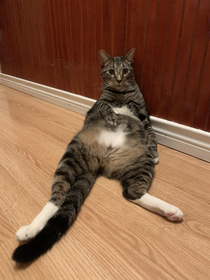 I walked out into my hallway and saw my cat just hanging out like this
