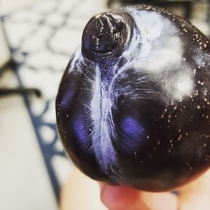 I wanna eat healthy but this plum looks like a dogs butt