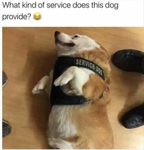 I want a disability that matches this dogs service skills