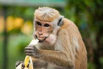 I want someone who will look at me the same way I look at banana