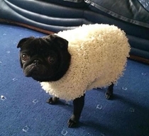 I want to be a sheep