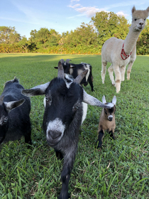 I wanted a cute group picture but my animals look like theyre about to drop the greatest rap album of 