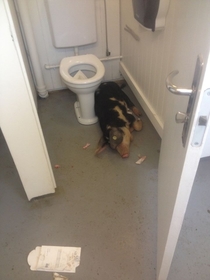 I was at the national agricultural show this weekend Friday night there was a huge party and the morning after this pig was found sleeping in a toilet stall