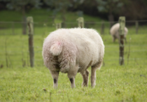 I was bored so I Photoshopped a sheep with two butts