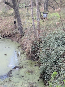 I was cruising on a bike trail and spotted Shrek by his swamp