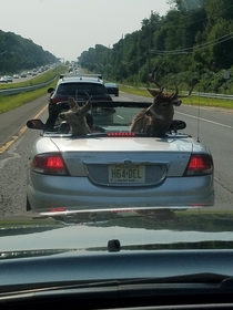 I was driving behind this today Stag party