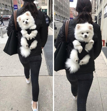 I was late to work because I fallowed this dog for  blocks in the wrong direction