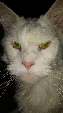 I was told today that my cat looks like Ron Pearlman