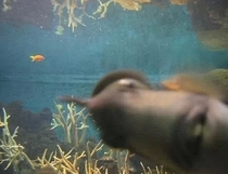 I was trying to take a picture of a fish tank and this little guy had to see what was going on