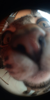I was trying to take a picture with the fish eye lens then my cat showed in front of the camera and I got this priceless photo now