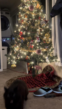 I was trying to take a video of my cat under the tree and got the best picture Ive ever taken of a cat period