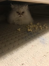 I was wondering why my two year old son started piling popcorn under the bed