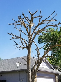 I went on a walk today I looked up and this ENTIRE tree was flipping me off