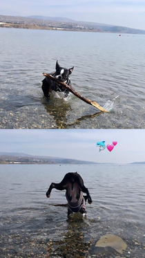 I wish someone would run after me like my dog after a stick