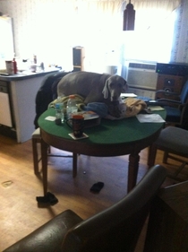 I woke up to discover my lb Weimaraner turned into a housecat Sorry for bad quality