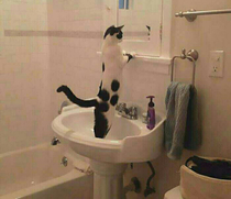 I wonder if this cat is human