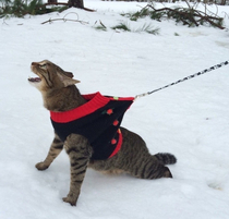 I wonder what does this cat suffer more from the snow or the outfit
