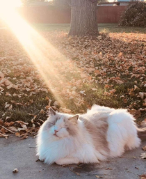 I wonder what quest this cat has for me