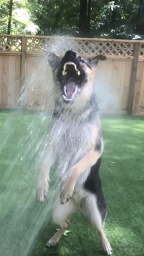 I work at a dog daycare meet ruger