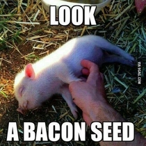 Id grow these in my backyard