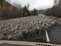 Idaho Traffic Jam