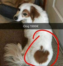 iDoggo 