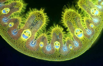 If a grass cell is happy so should you