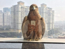 If birds had social media