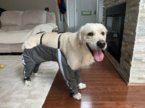If dogs wore pants which way would it go on
