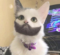 If Don Jr was a cat