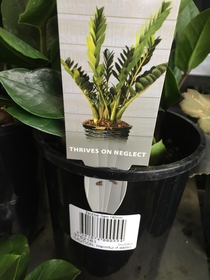 If I were a plant