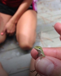 If I were to be a lizard id want to be this lizard