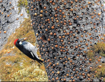 If Jeff Bezos was a woodpecker