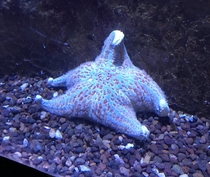 If my personality was a starfish