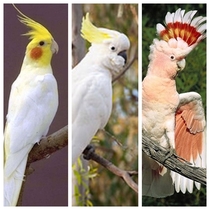 If parrots evolved like Pokmon