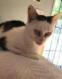 If Steve Buscemi was a cat